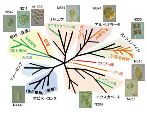 植物化|真核光合成生物の系統と進化：真核生物における植物化のプロセス